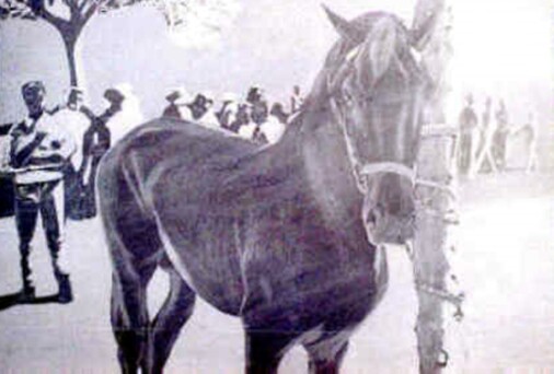 El último caballo | Dr. Angel Escudero Juan