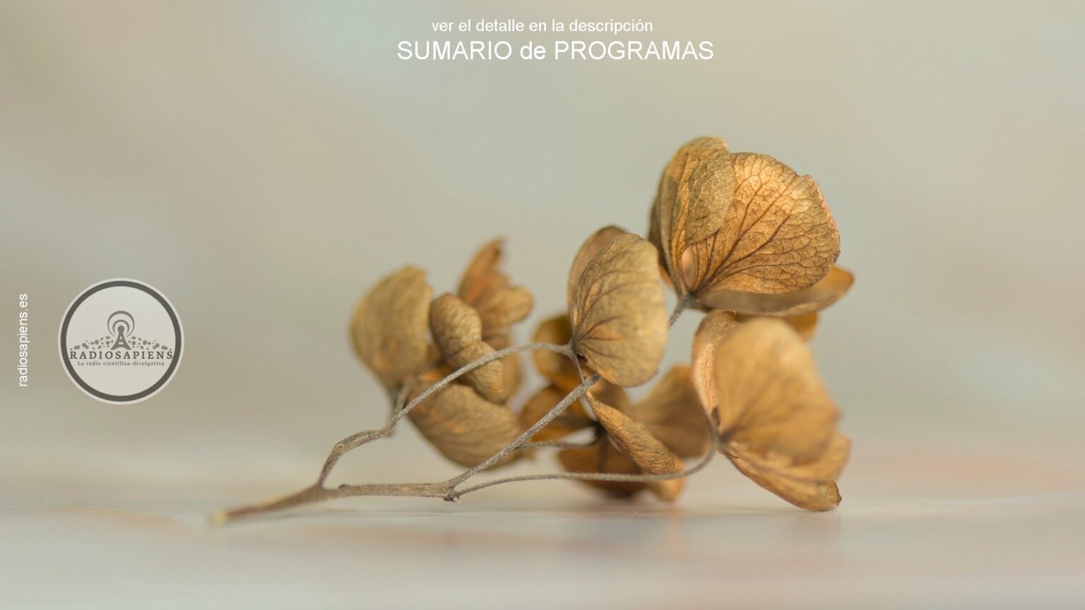 DOMINGO 9 – LUNES 10 ( a s c e n s i ó n )
